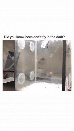 Science | Facts | Knowledge on Instagram: "Bees don't fly in the dark because their vision is highly adapted to daylight and they rely heavily on sunlight to navigate. Their compound eyes are excellent at detecting light, color, and motion during the day, but they don't work well in low light or darkness. Bees use the sun's position and patterns of polarized light in the sky to orient themselves, which becomes impossible at night. Flying in the dark would increase their risk of getting lost, run