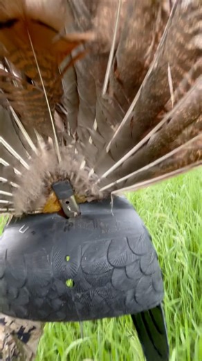 Nothing better then getting up close and personal with a good ole Turkey Reap #greasy #hunting