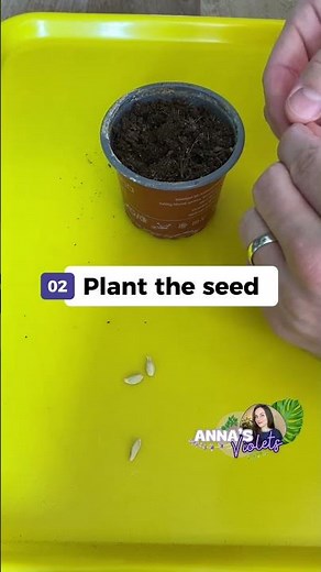 Don’t Toss That Seed! | Planting Lemon Seed