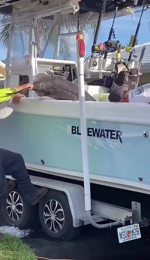 146K views · 407 reactions | #funny #fishing #funnyreels #fishingtrip #funnypost #fishinglife #fishingtime #fishinglove #funnymemes #funnyvideos | Fishing Is Life | Facebook