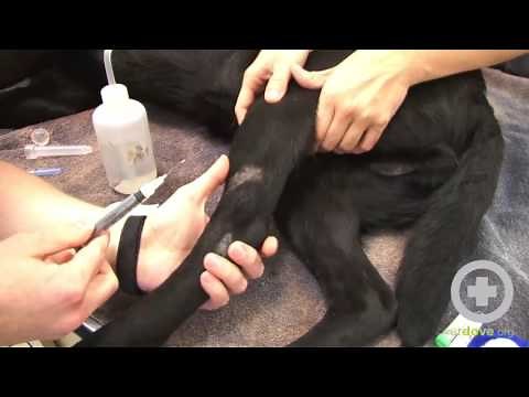 Blood Draw Lateral Saphenous