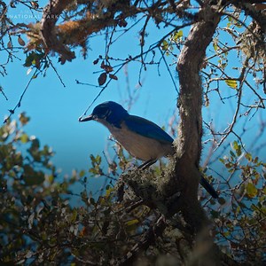 125K views · 4.3K reactions | The resurgence of Channel Islands’ oak forests is due to the diligent work of island scrub-jays, who shape the landscape by distributing acorns throughout the island  Want to know more? Catch up on #AmericasNationalParks, now streaming on Disney+ and Hulu. | National Geographic Animals | Facebook