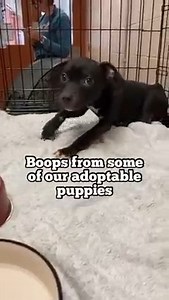 289K views · 10K reactions | Boop from some of our adoptable pups. | Collin County Adoptable Pets in McKinney Tx | Facebook