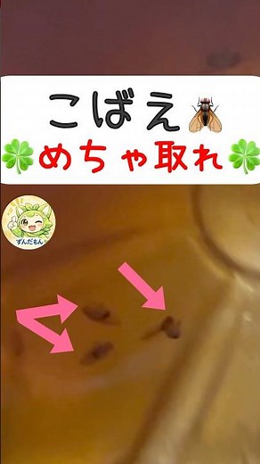 コバエが勝手に集まって自滅🪰効果抜群‼️これで消えた。めんつゆ＋洗剤で一晩で激減した方法
