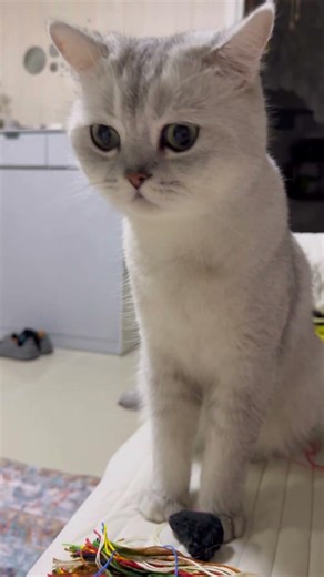 #catlovers10m #cute