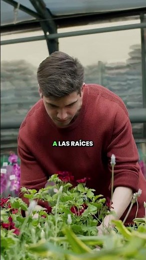 Los NEMATODOS abren la puerta a ENFERMEDADES más graves 🪱🛑 #agricultura