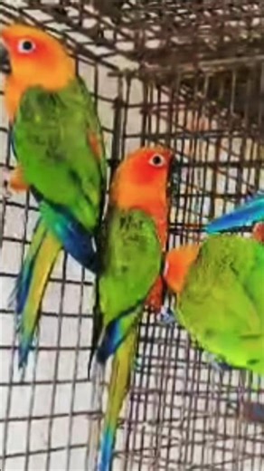 Cute Sun Conure Baby 🥰 | Most Loving Parrot Ever #shorts #shortvideo #parrot