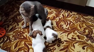 722K views · 7.8K reactions | Etapas | Mi Contenido Virtual | Facebook