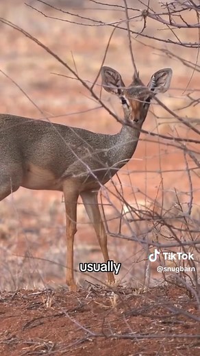 Discover the Unique Nose of the Dik-Dik Antelope