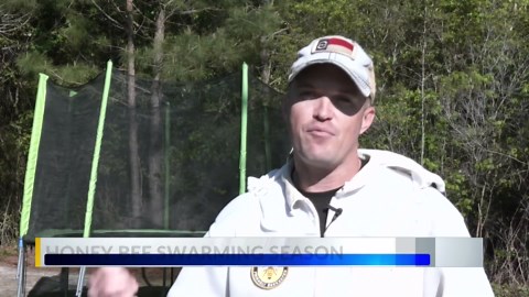Local beekeeper discusses honeybee swarming season in Eastern NC