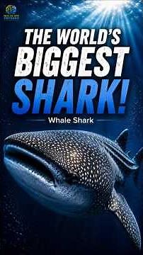 Meet the Gentle Giant of the Ocean!