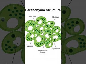 Tissue complete story chapter for every class.
