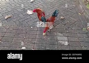 rooster with feathers and red feathers