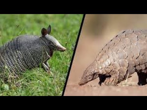 Pangolin vs Armadillo