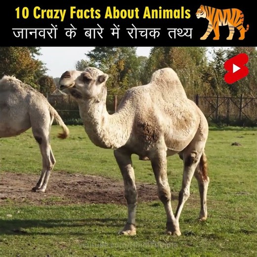 Crazy Facts About Animals 🐸🦘 | Amazing Facts about Animals | Mind Blowing Facts in Hindi #Shorts