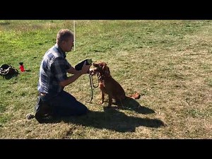 Working Cocker Spaniel training videos