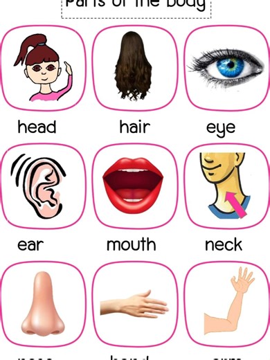 Parts of the Body in English: A Comprehensive Guide