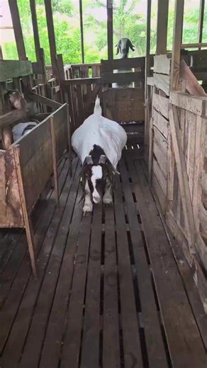 Our dear Molly is glowing and just a week away from kidding! 🐐✨ Last time, this amazing boer doe surprised us with quadruplets — four healthy, vibrant kids. This time, we can’t wait to see what she blesses us with! 💡Here’s the fun part: Drop your guess in the comments — how many kids do you think she’ll deliver this time? 👇 Whoever guesses correctly will win 1 kid from her new offspring! 🎁 Let’s have some fun while supporting our farmers and celebrating top-tier genetics! ❤️ #SupportGoatIndu