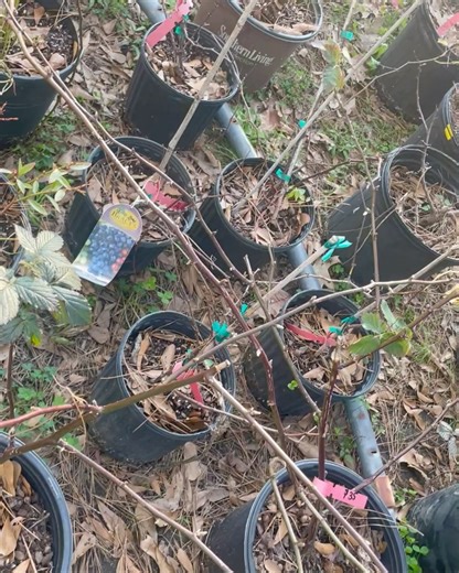 Cheap Scapes Nursery LLC on Instagram: "For Sale. Further information contact Rob 985 788 5603. The Mars grape is a vigorous, cold-hardy, seedless variety known for its sweet, Concord-like flavor, slip-skin (skin separates easily from flesh), and deep blue color, making it excellent for eating, juice, jelly, and wine. It ripens in late summer/early fall, is resistant to several diseases, and thrives in full sun with good drainage, requiring sturdy support like a trellis or arbor. Characteristics