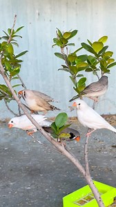 10K views · 1.8K reactions | Mini vlog green parrot 2 eggs pigeons incubating quail eggs | Birds Lover | Facebook