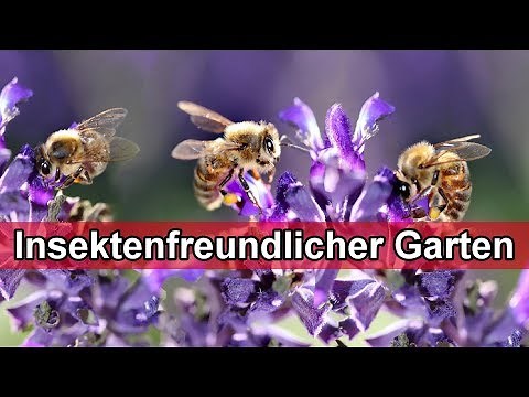 Make your garden insect-friendly - Create an insect garden - Bee-friendly garden tips