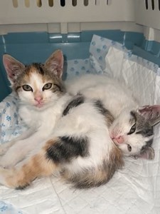 Acum două seri, târziu, cineva le-a zărit pe terasă, abandonate acolo, speriate și singure. 😔 Nu a trecut nepăsătoare mai departe, le-a luat acasă, le-a spălat, le-a încălzit și le-a lăsat să doarmă în siguranță. Ieri am ajutat cu consultul lor la clinica cu care colaborăm, pentru a le verifica starea de sănătate și pentru cea portocalie schiopăta un pic. Nu este ceva grav, se va reface de la sine. Sunt acum deparazitate și gata să plece într-o familie. Din păcate, persoana care i-a găsit nu le