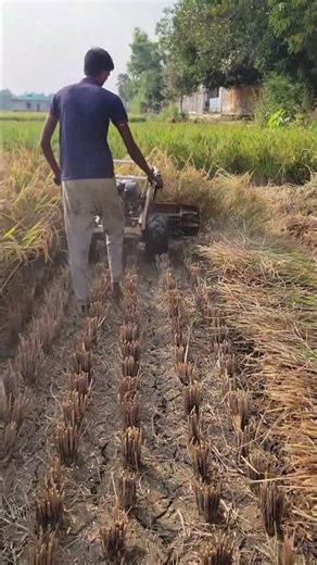 Advanced Reaper Machine Harvesting Nonstop 🌾 | Real Farming Work #USA #UnitedStates
