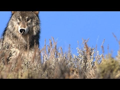 Why 1995 Was a Big Year for Grey Wolves in Yellowstone