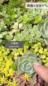 多肉花壇の品種ご紹介❁︎