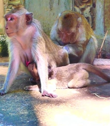 Macaque jumps down to catch Grandma - refuses - cries - fears - falls - falls from her back #cutemonkey | Cute Monkey