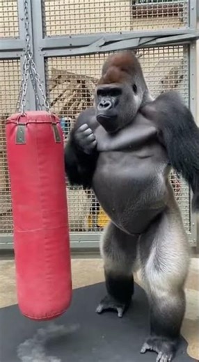 Gorilla Learns Boxing in ONE Lesson - That Final Punch is UNREAL! 😱🥊