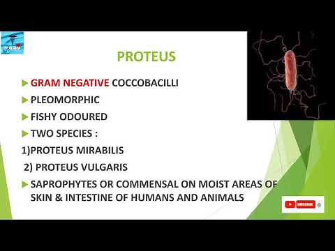 PROTEUS BACTERIA #proteusbacteria #bacteriology #microboology #UTI