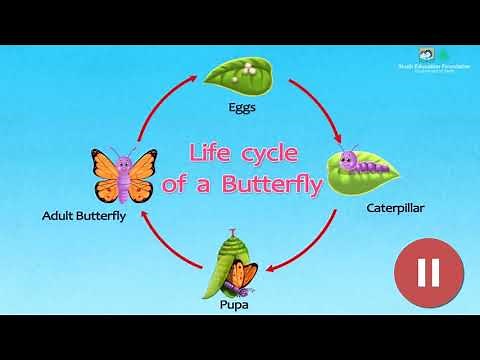 Life Cycle of Animals and Plants I Science I Grade 3 Unit 2 Lesson 1
