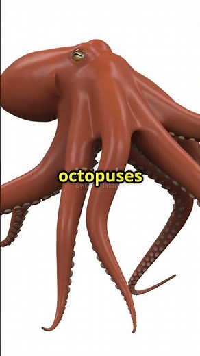 Octopus Arms vs Tentacles: The Real Deal! #Octopus #Cephalopod #MarineBiology #NatureFacts #Ocean