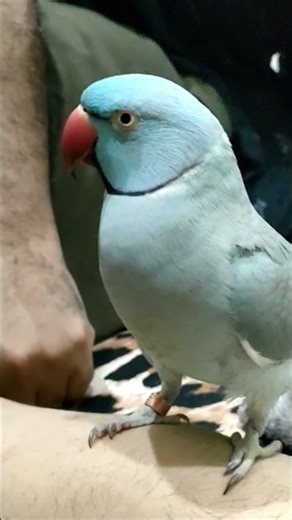 Unbelievable Talking Skills Of Talking Parrot Kiwibeta 👑🔥