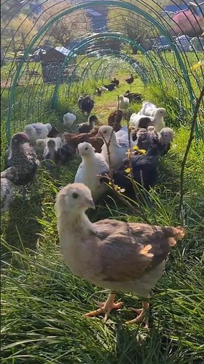 Élever des poussins de A à Z