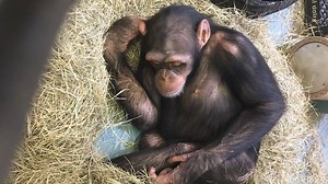 2.5K views · 293 reactions | Who's the best nest builder of them all? Colony Director Michelle breaks down the different materials the chimps use to build their nests and explores some of the sanctuary's best nest builders. | Chimp Haven | Facebook