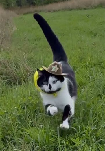 Explore Jack Spicer's Cat Cowboy Adventures