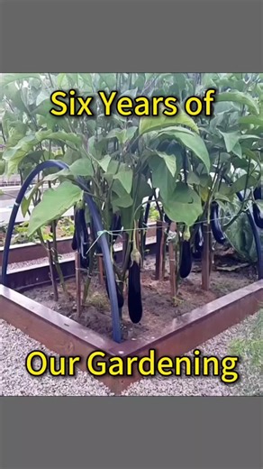 Six Years of Gardening: A Journey Through Our Garden