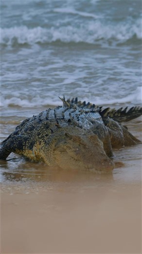 Beach vibes . Somewhere in Queensland, croc country. 🇦🇺🌏 | Solar Whisper Daintree River Crocodile & Wildlife Cruises