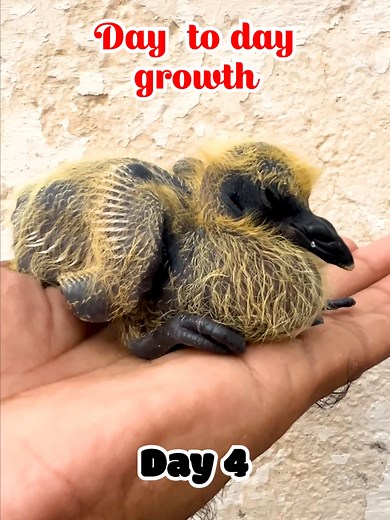 Hamari Zoo on TikTok