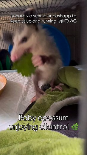 1.5K views · 6.1K reactions | A little herb enrichment lol was not expecting him to eat it! Thank you for supporting us! Please consider making a donation to keep us up and running. PayPal and Zelle: Accounting@ntxwildlife.org, CashApp: $NTXWC, Snail Mail: NTXWC PO Box 830212 Richardson TX 75083, or shop our Swag: https://www.bonfire.com/store/north-texas-wildlife-center-swag-shop/ Thank you for all the support! | North Texas Wildlife Center | Facebook