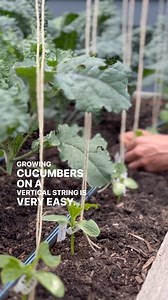 168K views · 37K reactions | We just planted our first succession of...