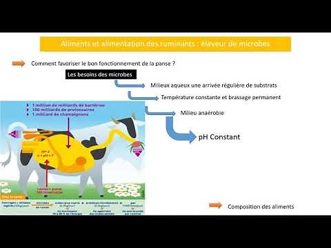 Aliment et alimentation des ruminants