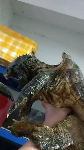 A 40cm shell alligator snapping turtle—easily handled with one hand.
