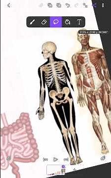 human body size comparison in flipaclip