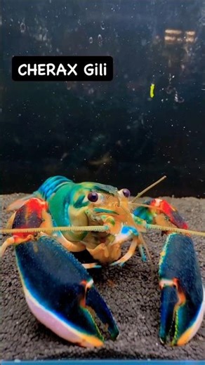 Buying COLORFUL CRAYFISH for my AQUARIUM!! 🦞#shorts #short #aquarium #fish #crayfish #lobster #pets