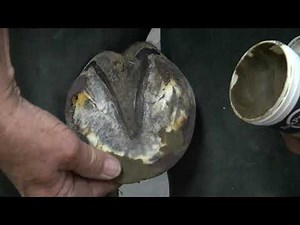 Shoeing General Pleasure Horse with Abscess at Coronary Band
