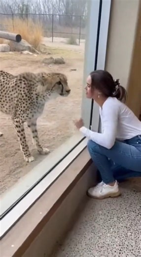 Cheetah vs Human