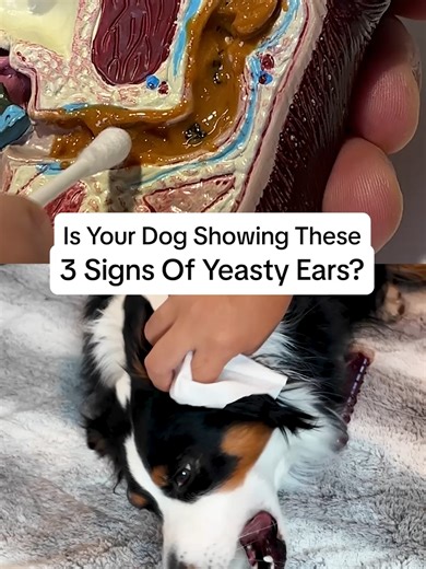 Does your dog’s ears smell yeasty or they can’t stop scratching and nothing you do helps? Here’s what every dog owner needs to know about what’s really going on — and how to help!